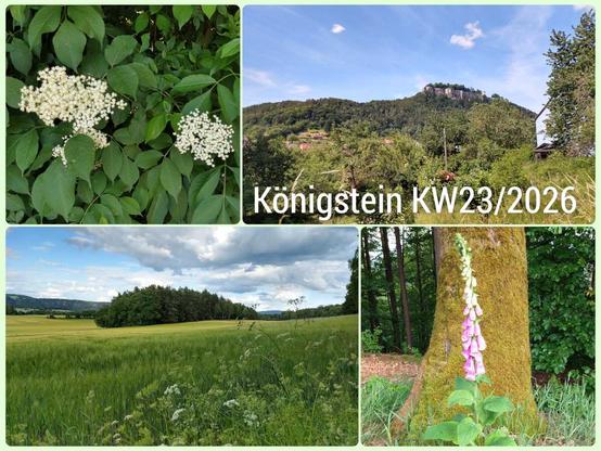 Collage „Königstein KW 23/2026“ mit vier Naturaufnahmen aus der Sächsischen Schweiz. Oben links blühender Holunder mit großen weißen Blütendolden zwischen sattgrünen Blättern. Oben rechts Blick über Gärten und Wiesen zum markanten Lilienstein unter blauem Himmel mit feinen Wolken, darüber die Beschriftung „Königstein KW23/2026“. Unten links eine grüne Getreidewiese mit Waldrand und dramatischen Wolken am Himmel. Unten rechts ein rosafarbener Fingerhut vor einem moosbewachsenen Baumstamm im schattigen Wald. Die Bilder zeigen den Frühsommer in der Region mit üppigem Pflanzenwachstum und wechselhaftem Wetter.