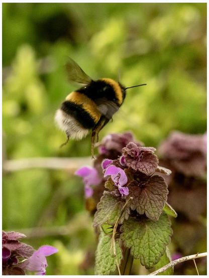 A bumblebee is hovering near purple flowers on a plant, set against a blurred green background.