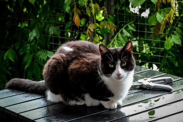 Tuxedokatze Mira sitzt auf einem regennassen Tisch und freut sich - nicht. Hinter ihr liegt irgendwie bedrohlich ein Gartenwerkzeug.