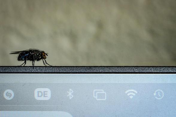 Sog. Fetter Brummer sitzt auf meinem Monitor. Sobald er weiterfliegt, kann man ihn hören.