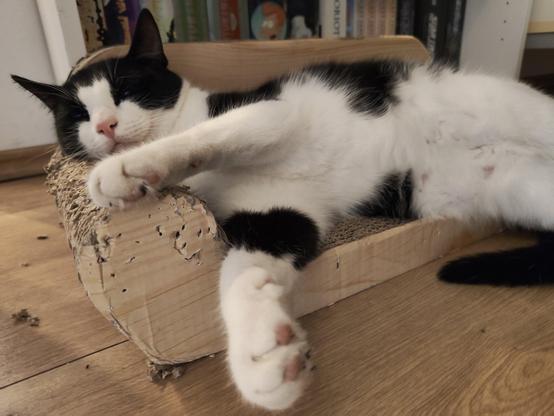Carlos liegt auf seinem Katzen Sofa