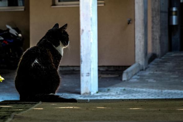 Mira sitzt auf der Eingangstreppe und spannt rüber in den Eingang vom Nachbarhaus. Man sieht sie von hinten, die Umgebung ist unscharf.