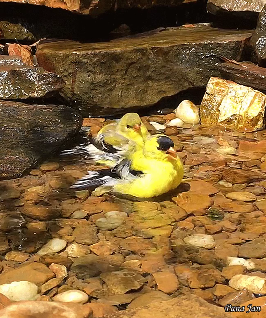 Badende Vögel in einem Brunnen mit Steinen
