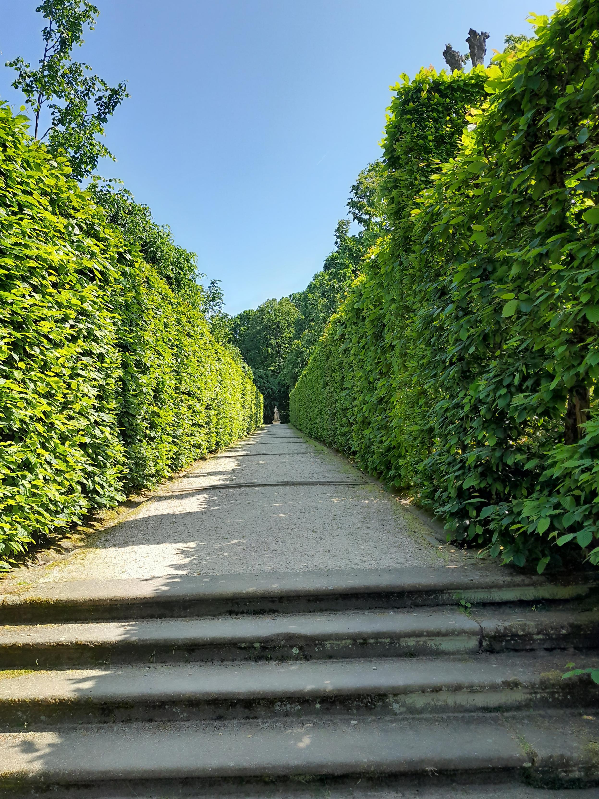 Ein Weg in einem Park, links und rechts gesäumt von hohen grünen Hecke. Auf die linke Hecke scheint die Sonne, die rechte wirft Schatten auf den Weg. Im Vordergrund führen 3 Stufen zum Weg. Ein Weg in einem Park, links und rechts gesäumt von hohen grünen Hecke. Auf die linke Hecke scheint die Sonne, die rechte wirft Schatten auf den Weg. Im Vordergrund führen 3 Stufen zum Weg.