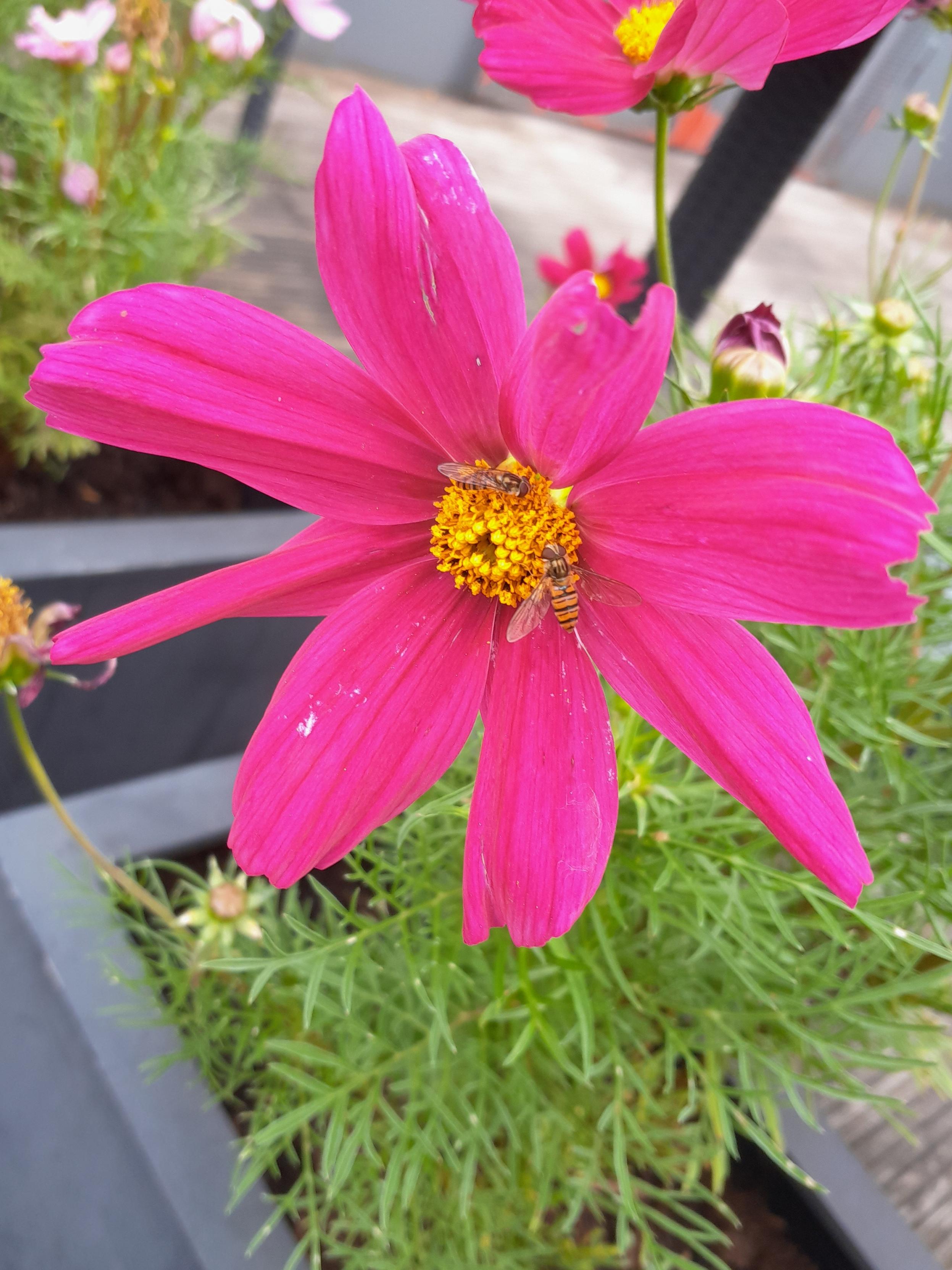 Eine pinkfarbene Blüte mit zwei Bienen darauf.  Eine pinkfarbene Blüte mit zwei Bienen darauf.